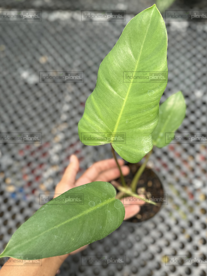 Philodendron Jose Buono x Mayoi Green hybrid with elongated green leaves and compact juvenile growth.