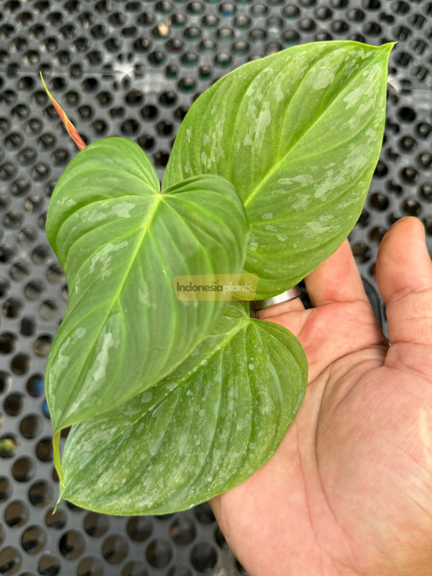 Close-up of Philodendron Majestic Small leaf showing velvety texture with silvery marbling held in hand.