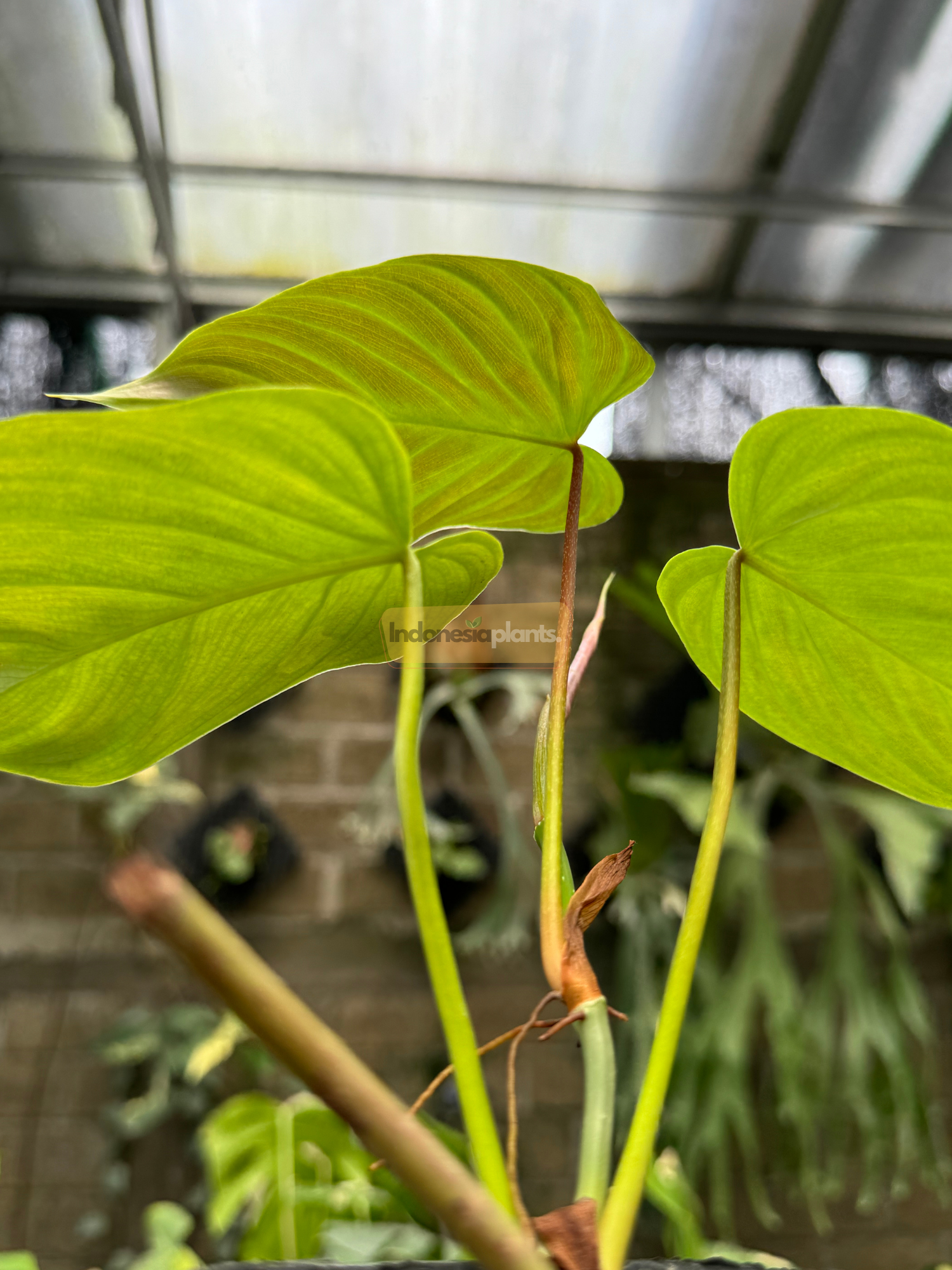 Backside view of Philodendron Majestic leaves glowing under greenhouse light, displaying veins and petioles.