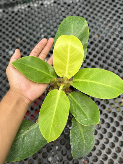 Close‑up of Philodendron Moonshine leaves showing vivid lime‑green color and smooth glossy texture under bright light.