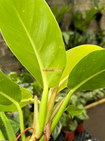 Top‑down view of Philodendron Moonshine with fresh yellow‑green new leaf contrasting deeper mature leaves.
