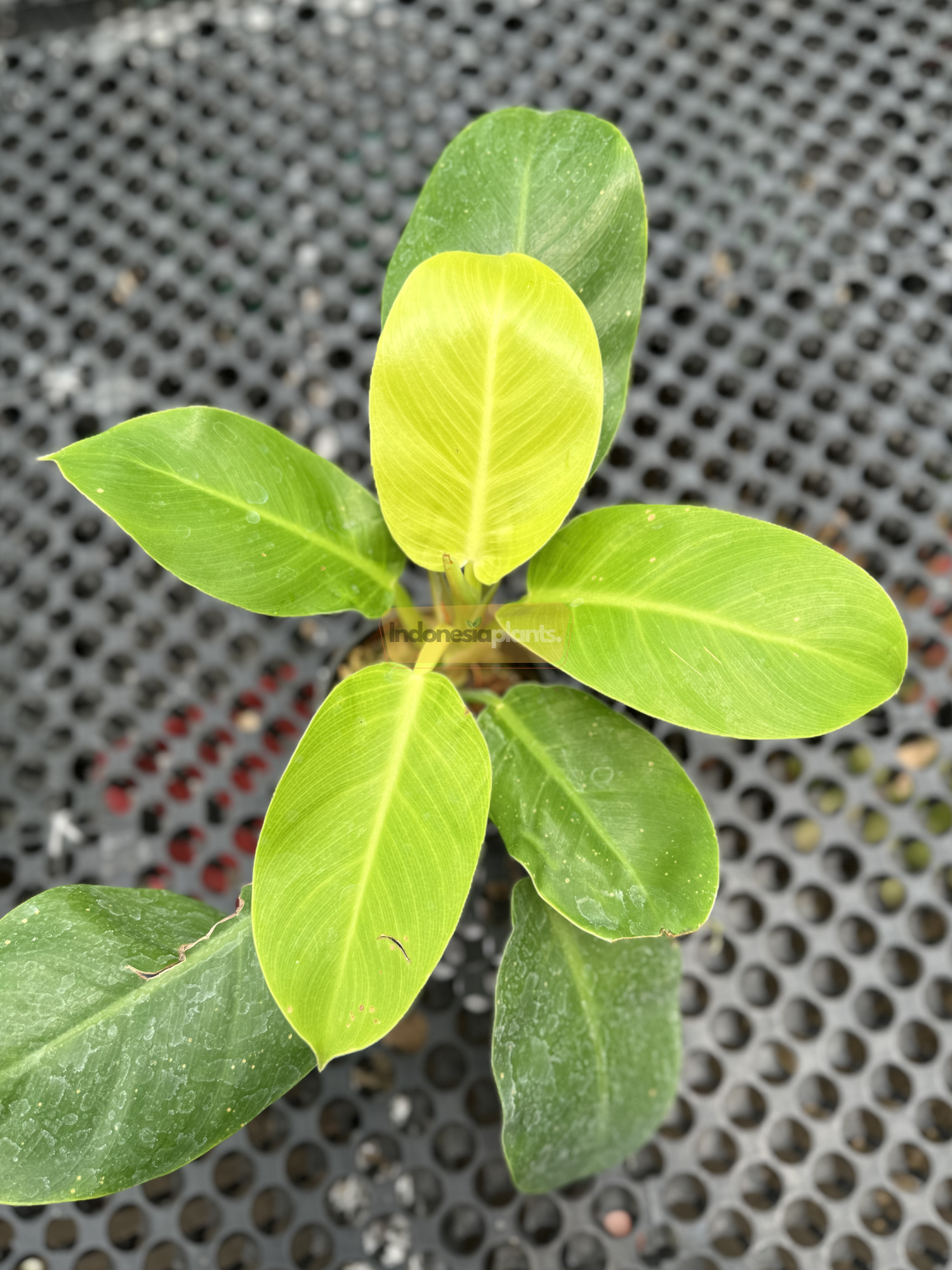 Hand holding a young Philodendron Moonshine plant showing its symmetrical foliage and gradient leaf colors.