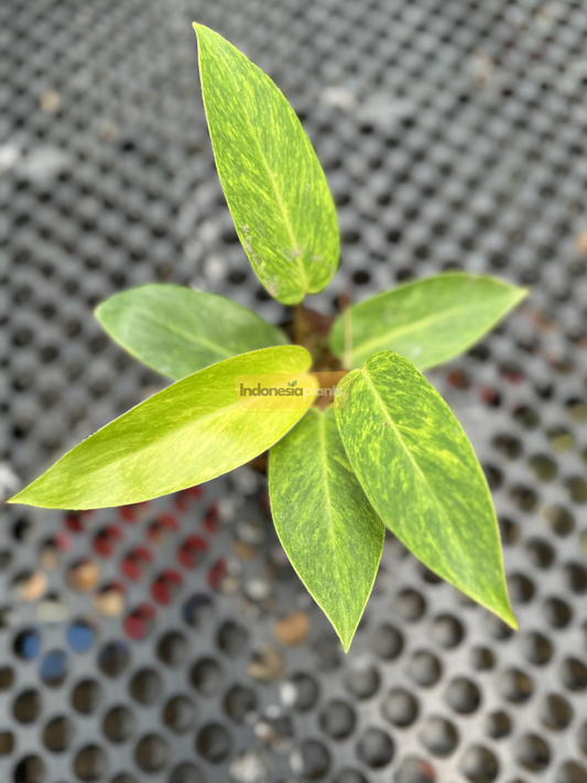 Close-up of Philodendron Painted Lady Small showcasing its vibrant lime-green foliage with light marbling, captured in a sunlit greenhouse.