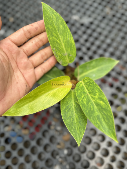 Top-down view of Philodendron Painted Lady Small with five variegated leaves in neon and emerald tones, placed on black mesh surface.