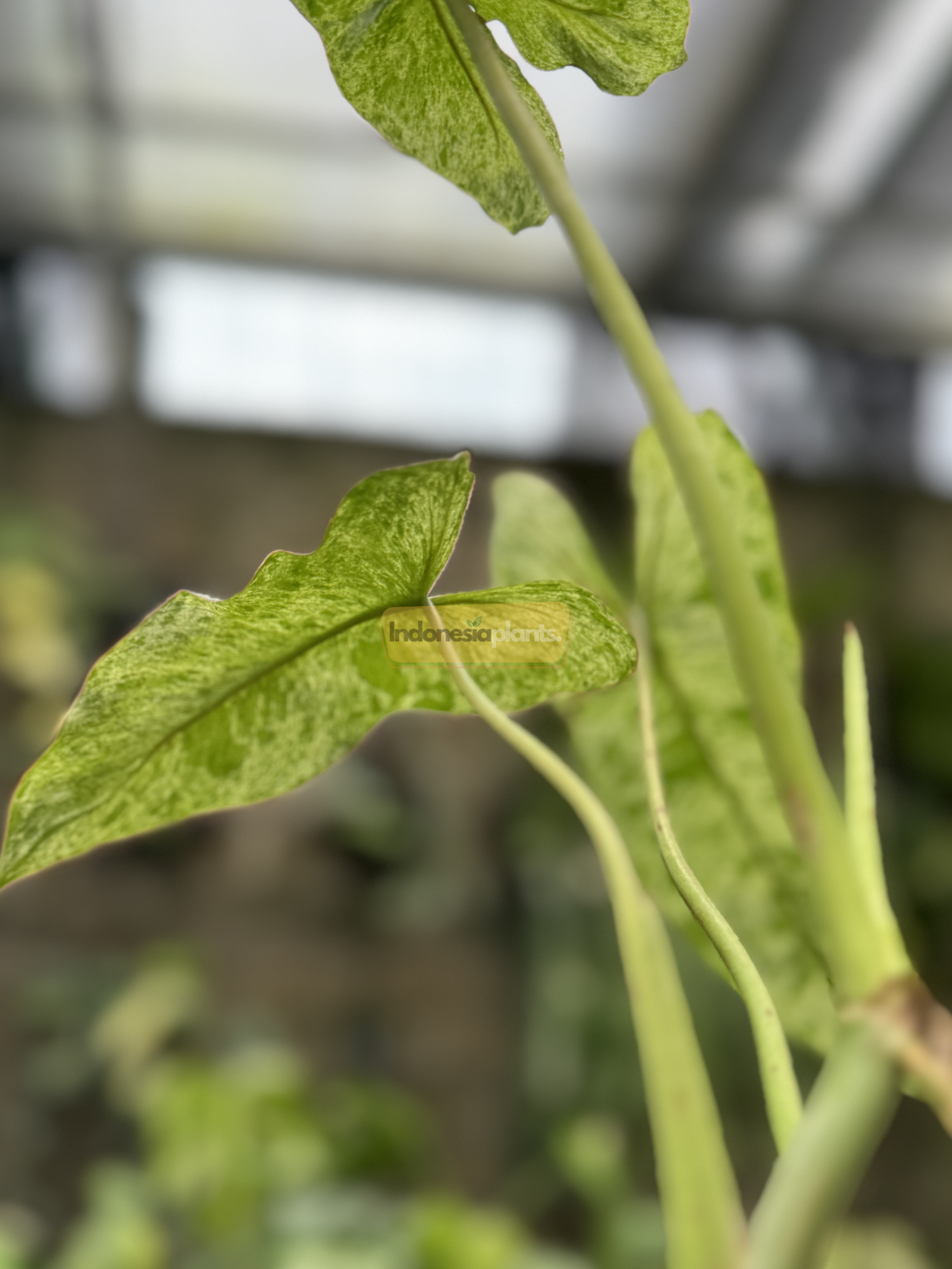 Close-up of a Philodendron Paraiso Verde leaf showing its marbled green variegation and elongated shape, under natural greenhouse light.