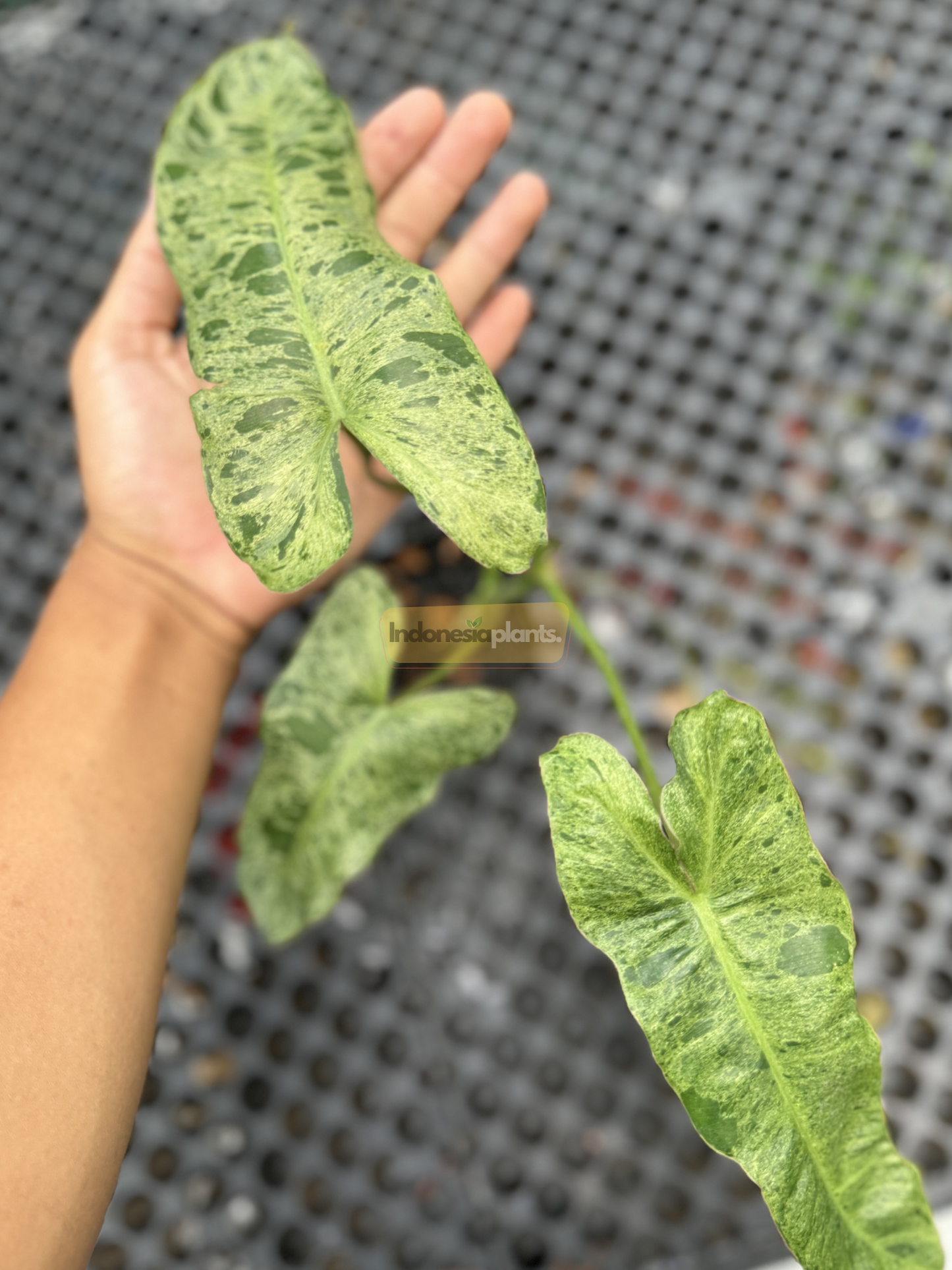 Hand holding a large leaf of Philodendron Paraiso Verde, showcasing its textured pattern and vibrant mix of green tones.