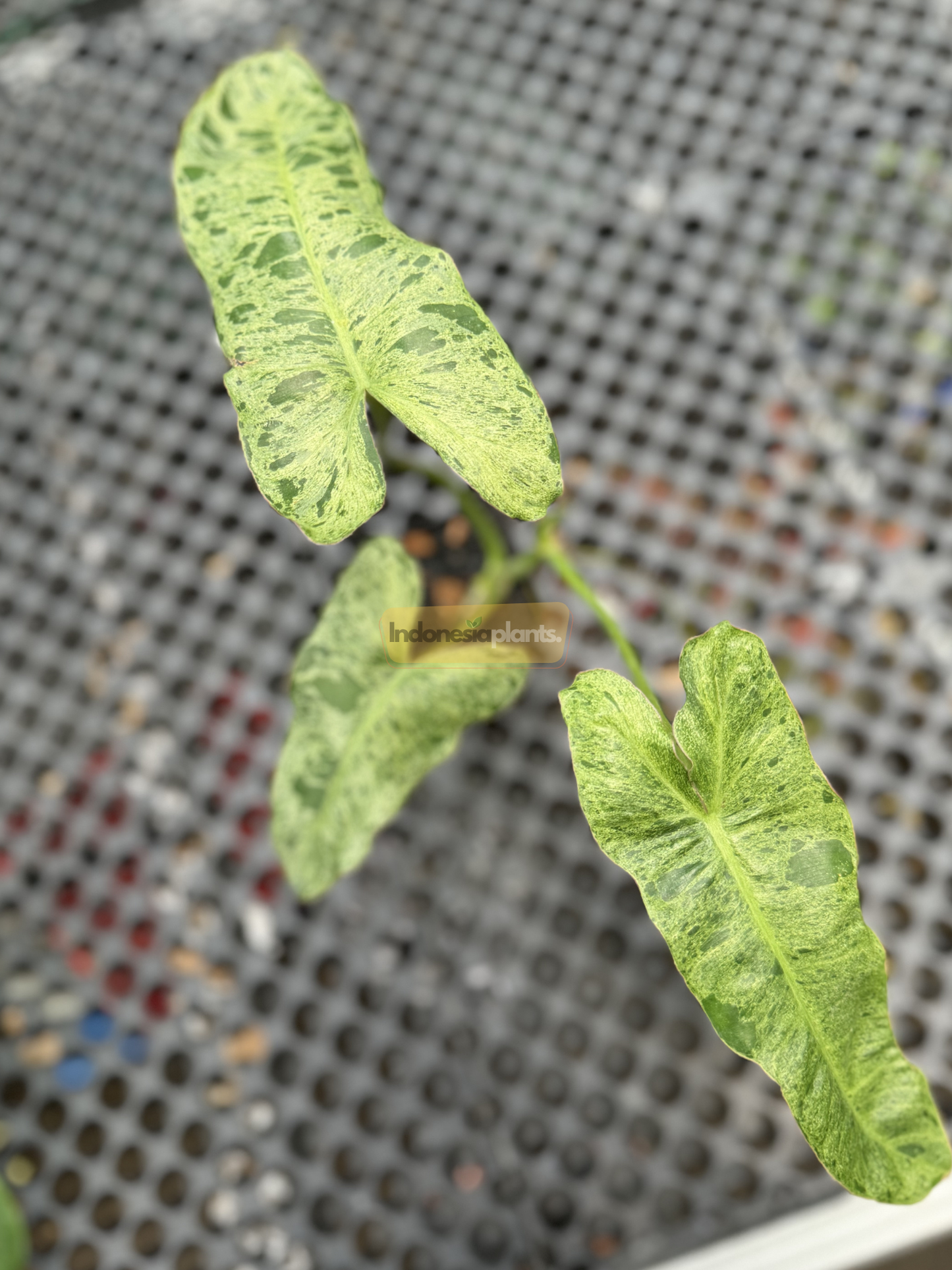 Top-down view of a Philodendron Paraiso Verde plant with three prominent variegated leaves resting on a black mesh table surface.