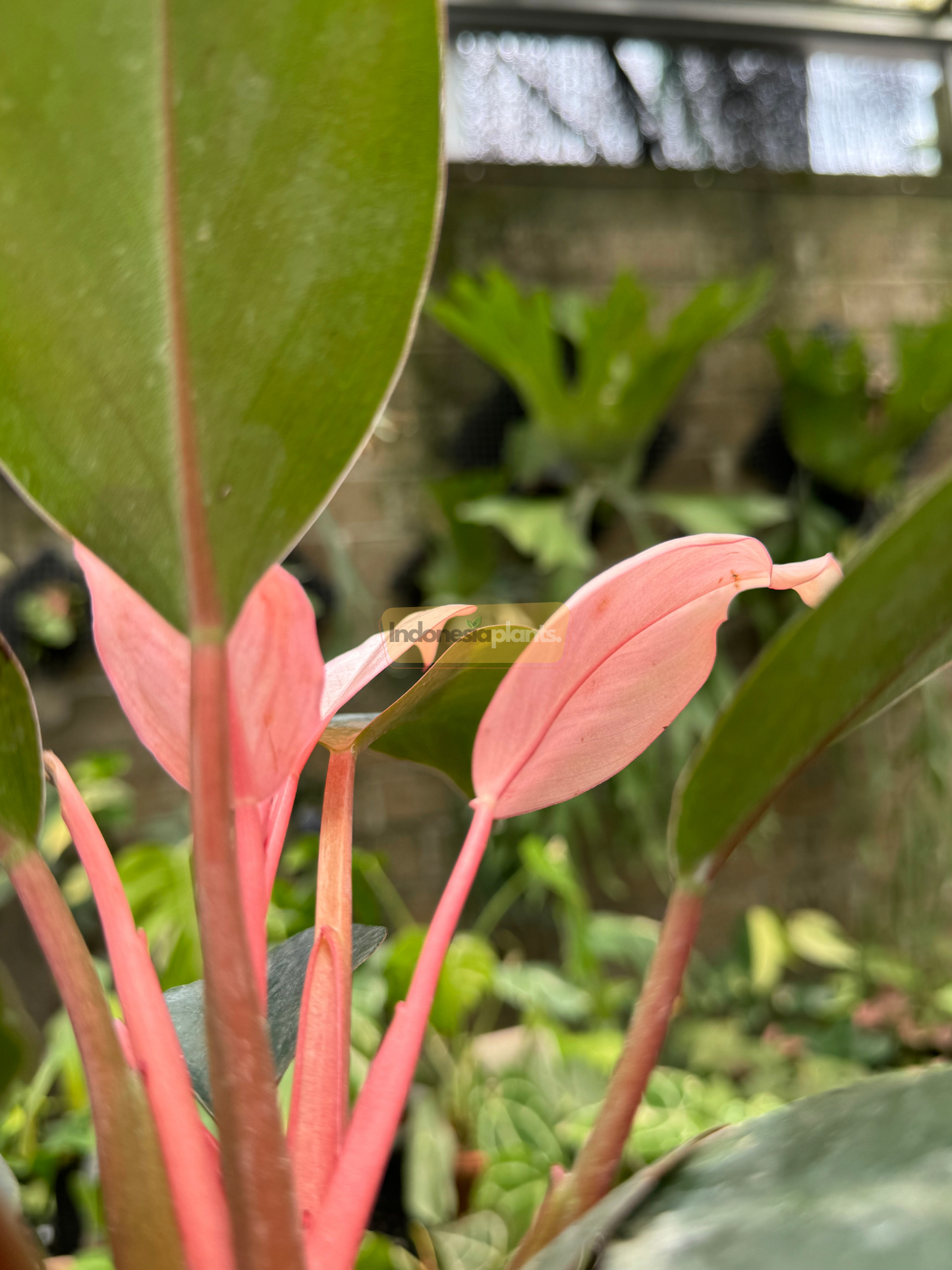 Close-up of Philodendron Pink Congo showing vibrant pink leaves and soft stems emerging among mature green foliage in a greenhouse setting.
