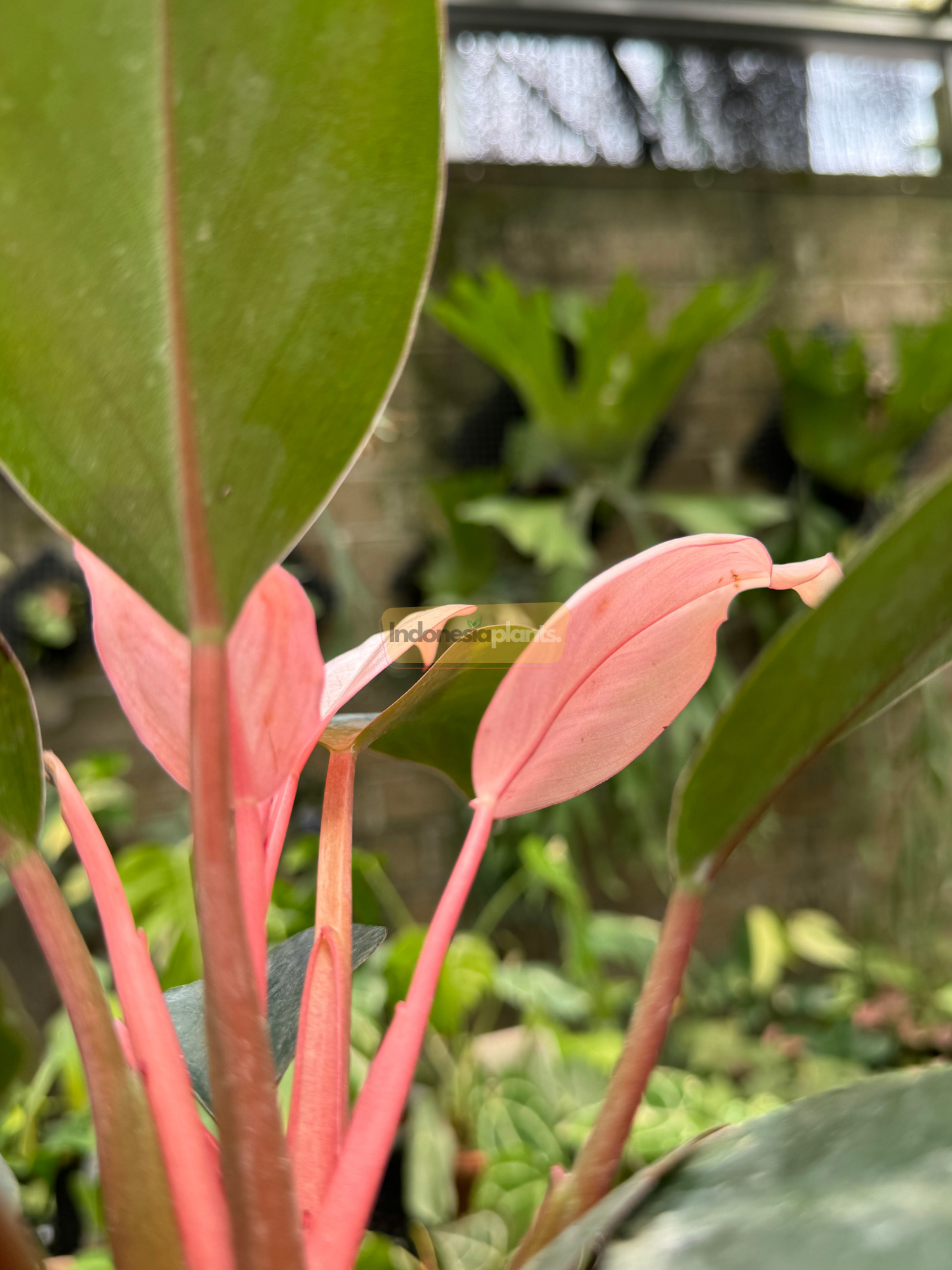 Close-up of Philodendron Pink Congo showing vibrant pink leaves and soft stems emerging among mature green foliage in a greenhouse setting.