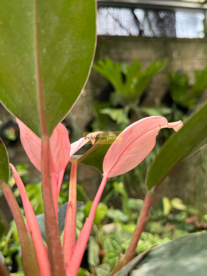 Close-up of Philodendron Pink Congo showing vibrant pink leaves and soft stems emerging among mature green foliage in a greenhouse setting.