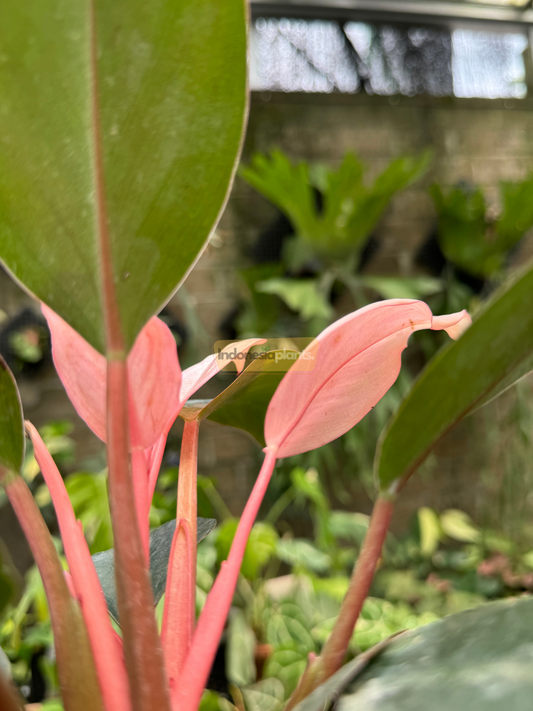 Close-up of Philodendron Pink Congo showing vibrant pink leaves and soft stems emerging among mature green foliage in a greenhouse setting.