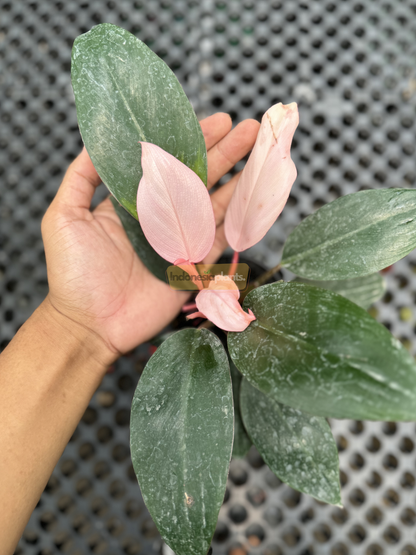 Hand holding a Philodendron Pink Congo plant with a mix of pink and green leaves placed on a perforated table surface.