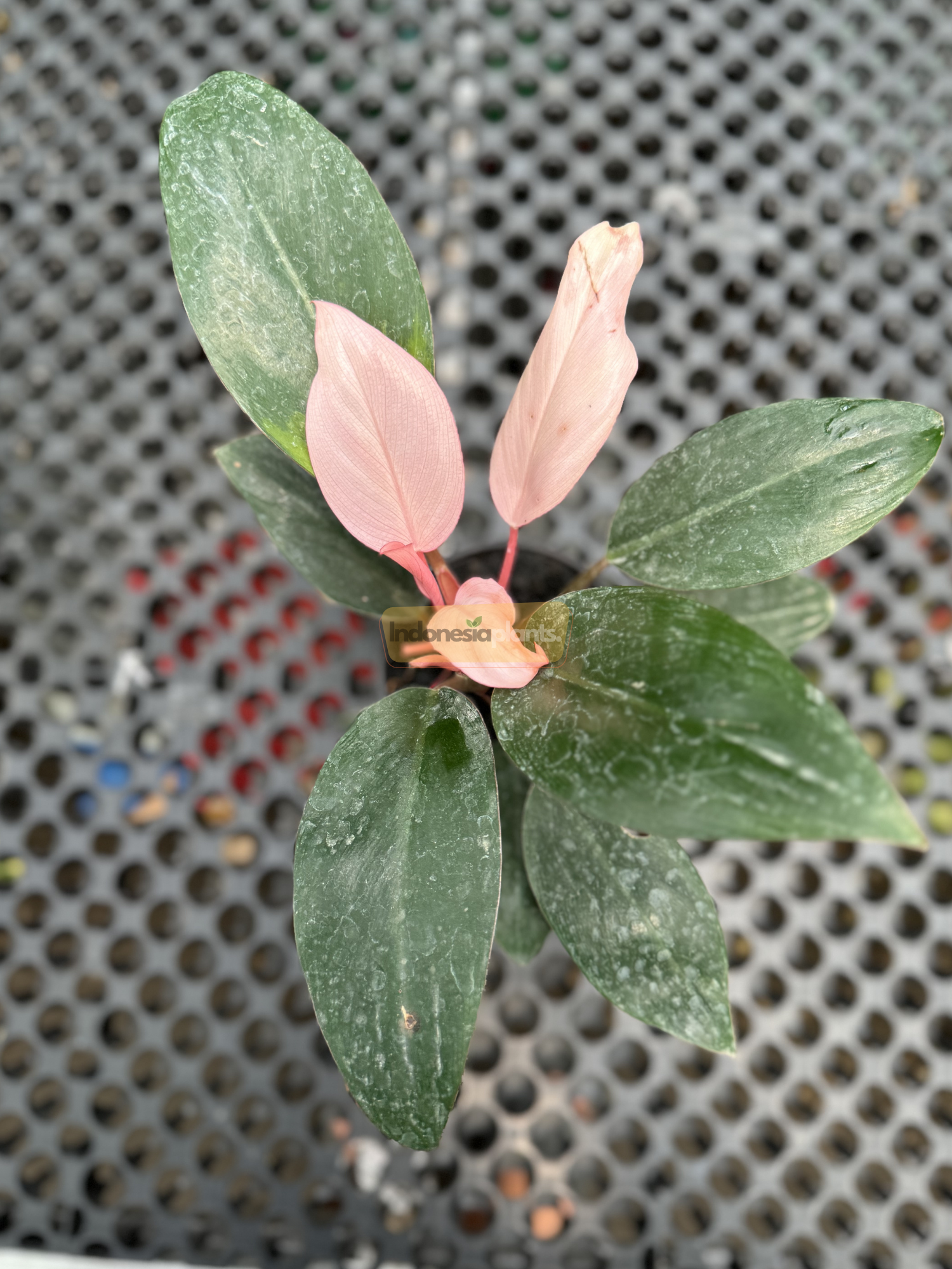 Top-down view of Philodendron Pink Congo with new pink foliage contrasting against mature green leaves in a nursery environment.