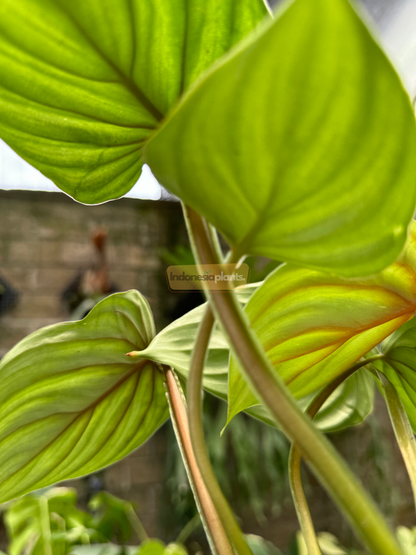 Close-up shot of Philodendron Plowmanii Round Form Small leaves showing deep veins, crinkled textures, and a glowing lime-green sheen under soft daylight.