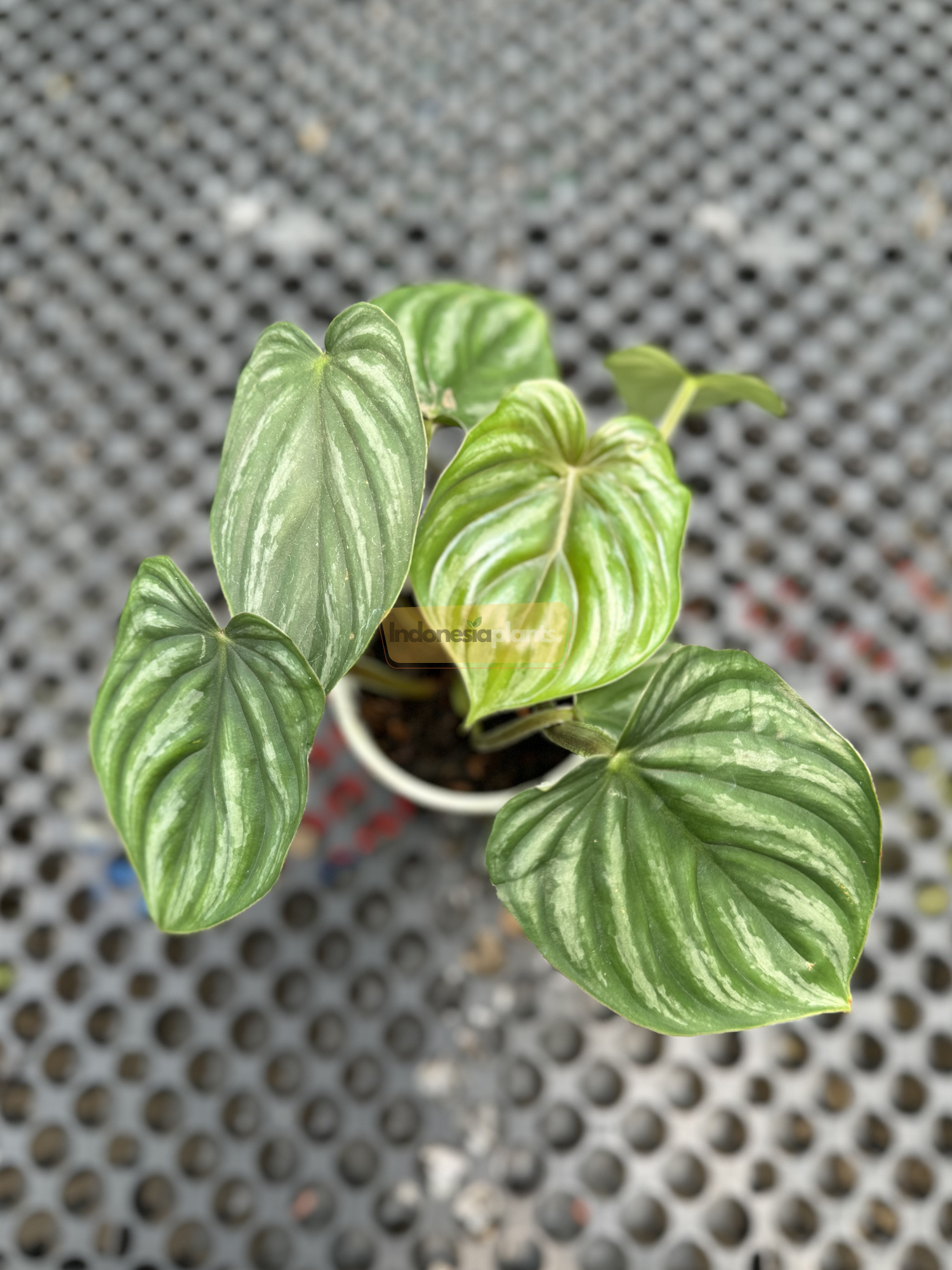 Top-down view of a healthy potted Philodendron Plowmanii Round Form Small with rippled silver-green leaves in a white pot on a perforated table.