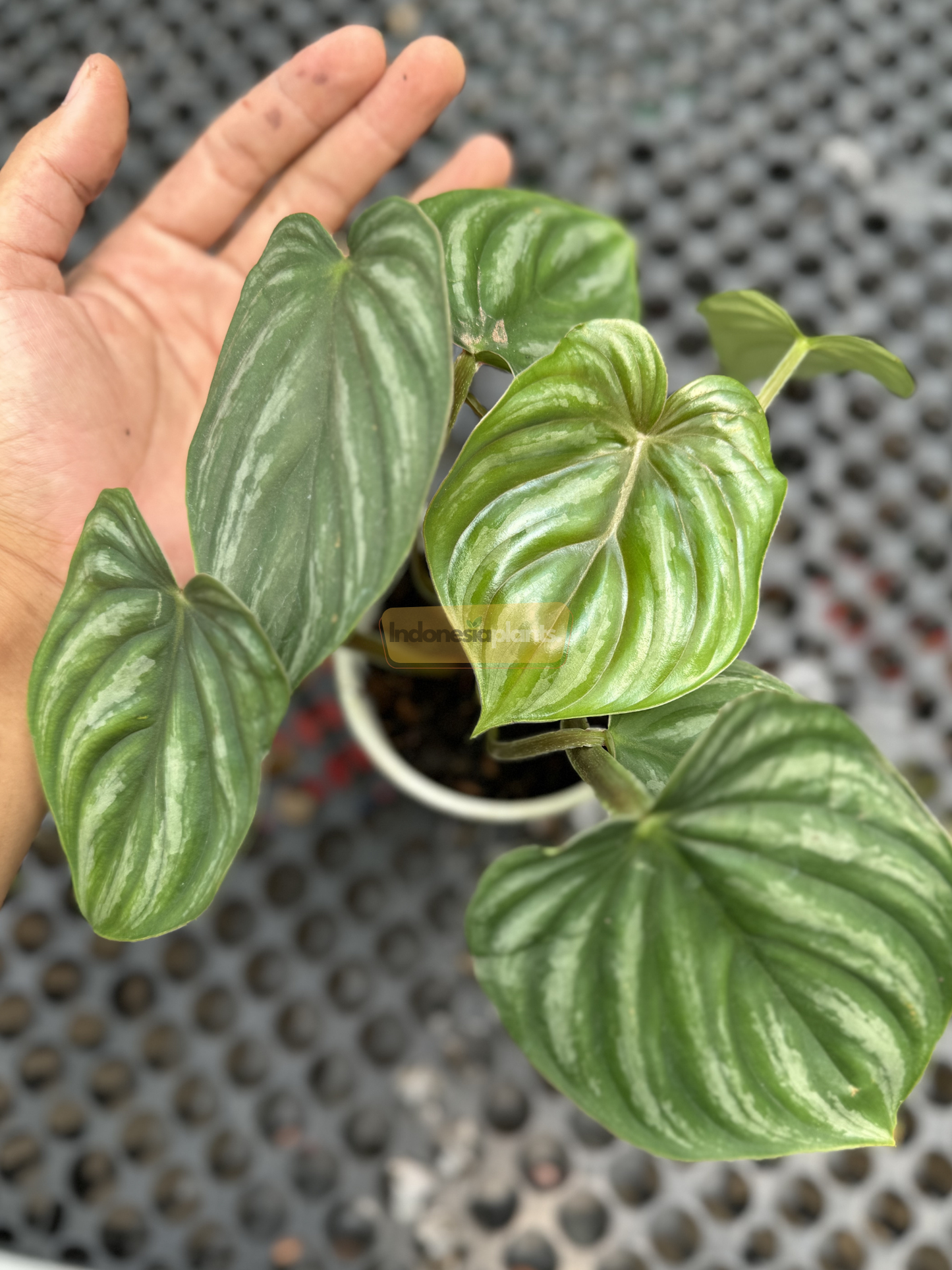 A hand hovers beside the Philodendron Plowmanii Round Form Small for size comparison, highlighting its broad, textured leaves and compact growth form.