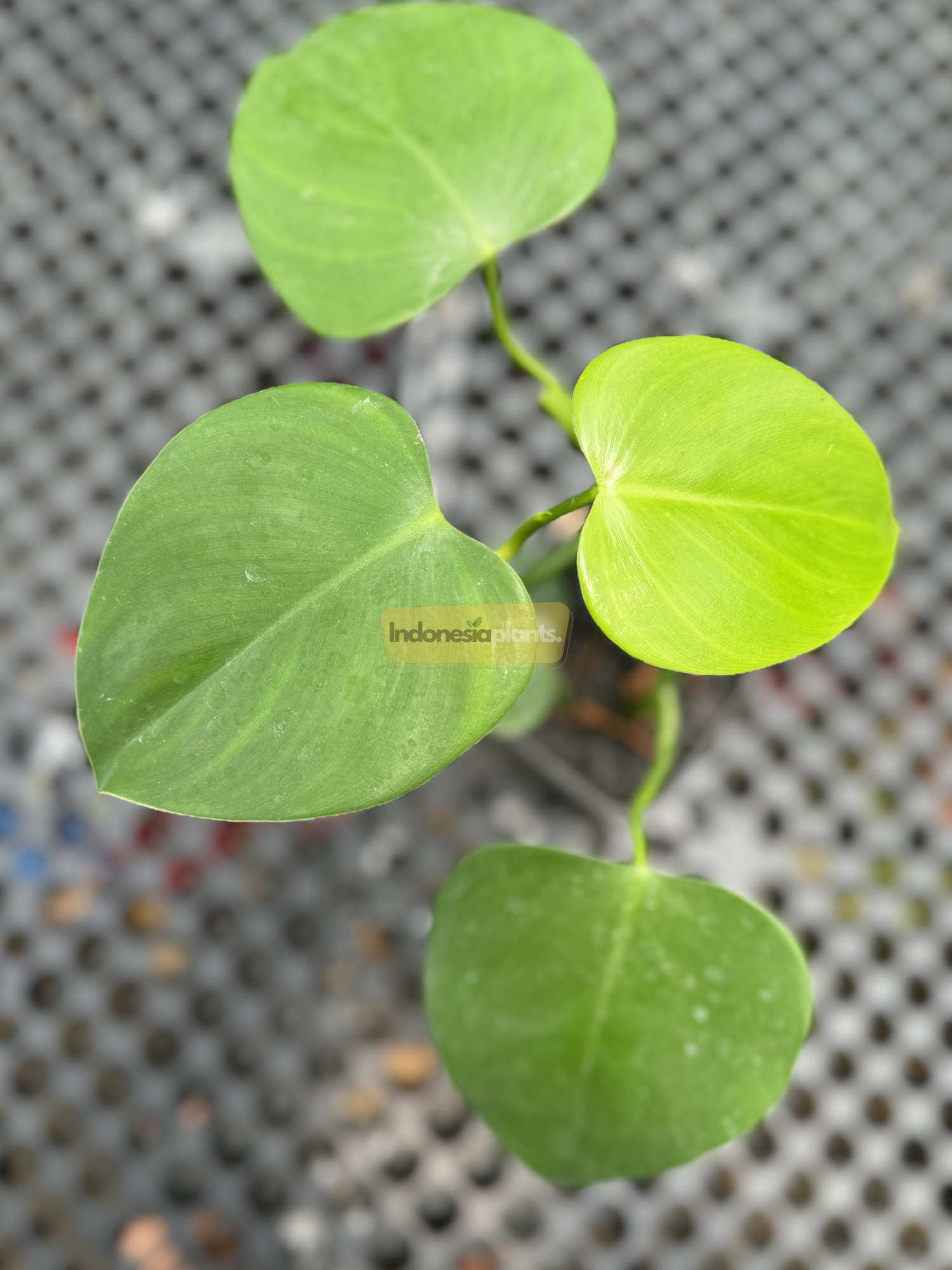 Top-down view of Philodendron Rugosum leaves on a black metal mesh table, showing their leathery texture and heart shape against a hand for size reference.