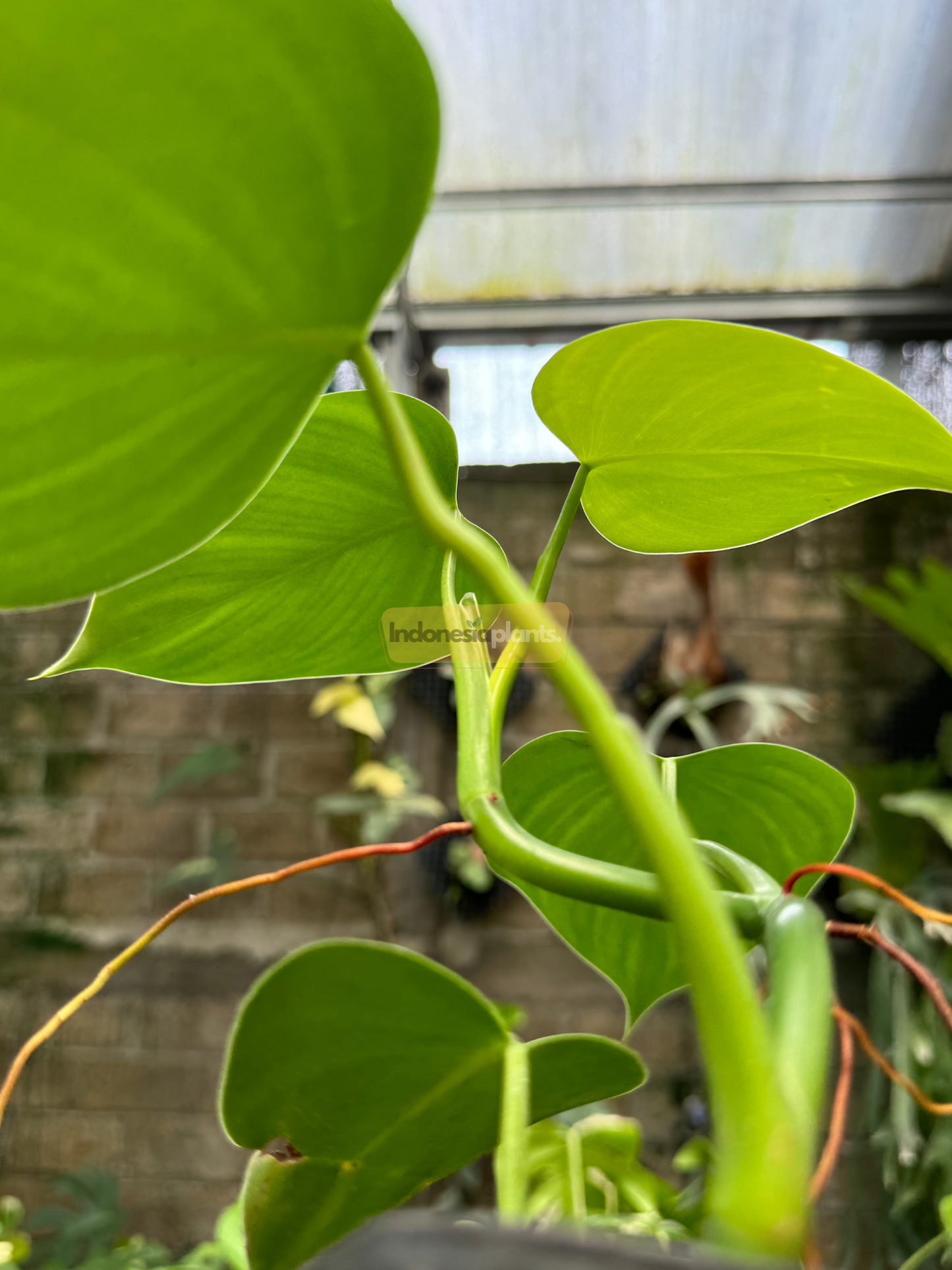 Close-up view of Philodendron Rugosum 'Pig Skin' climbing stem and young, textured green leaves with aerial roots.