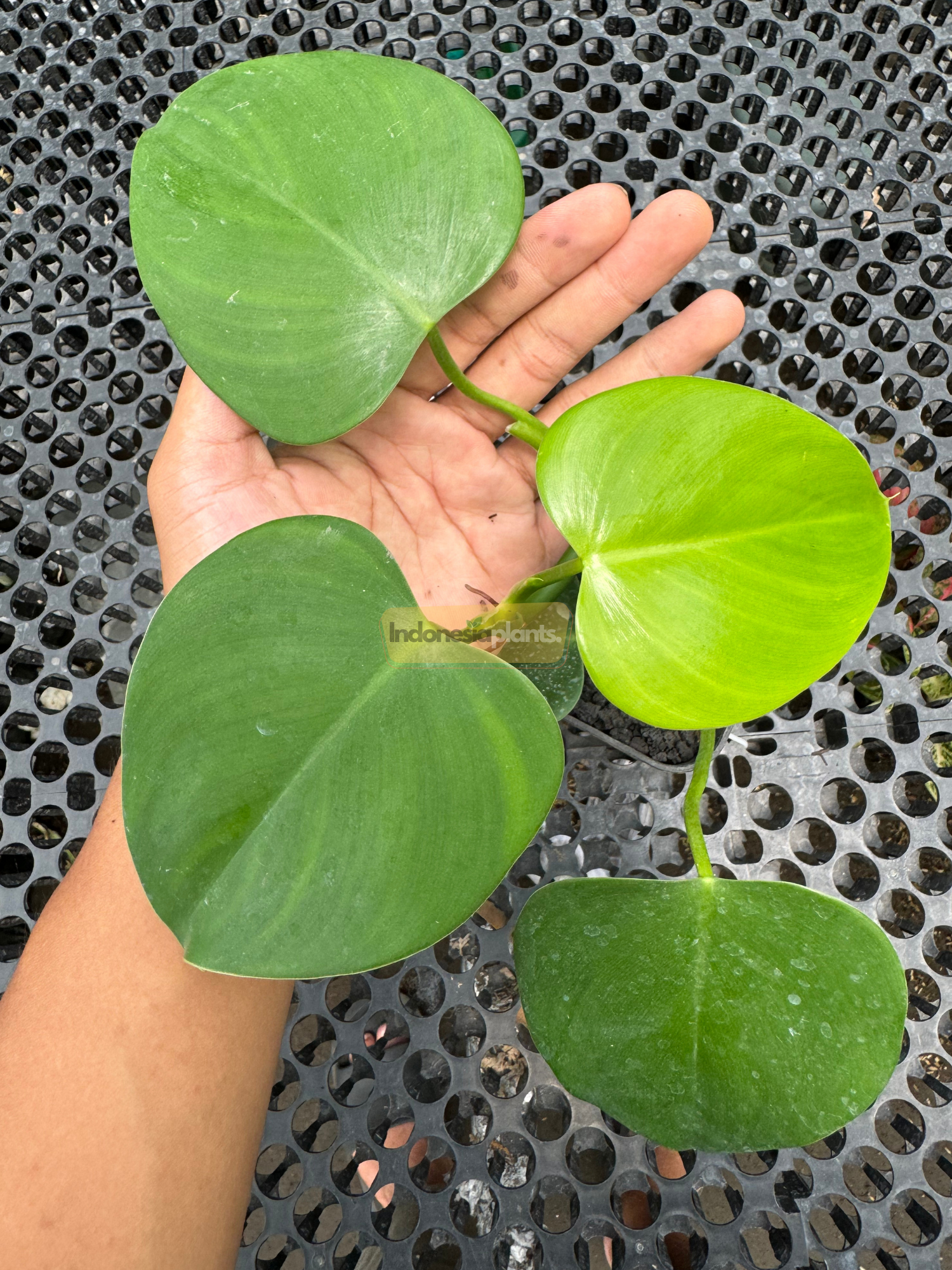 Overhead image of a compact Philodendron Rugosum plant with four thick, matte green leaves showing deep veins and surface wrinkles.