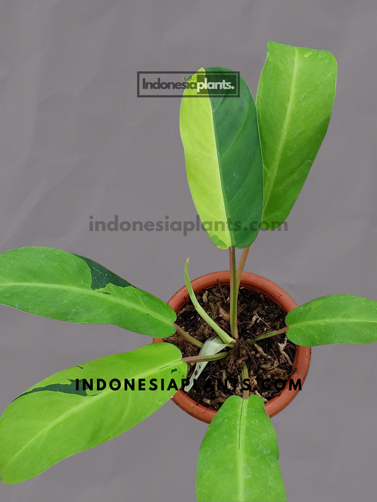 Healthy Philodendron Thai Sunrise with symmetrical growth, displaying its broad leaves and unique variegation pattern.