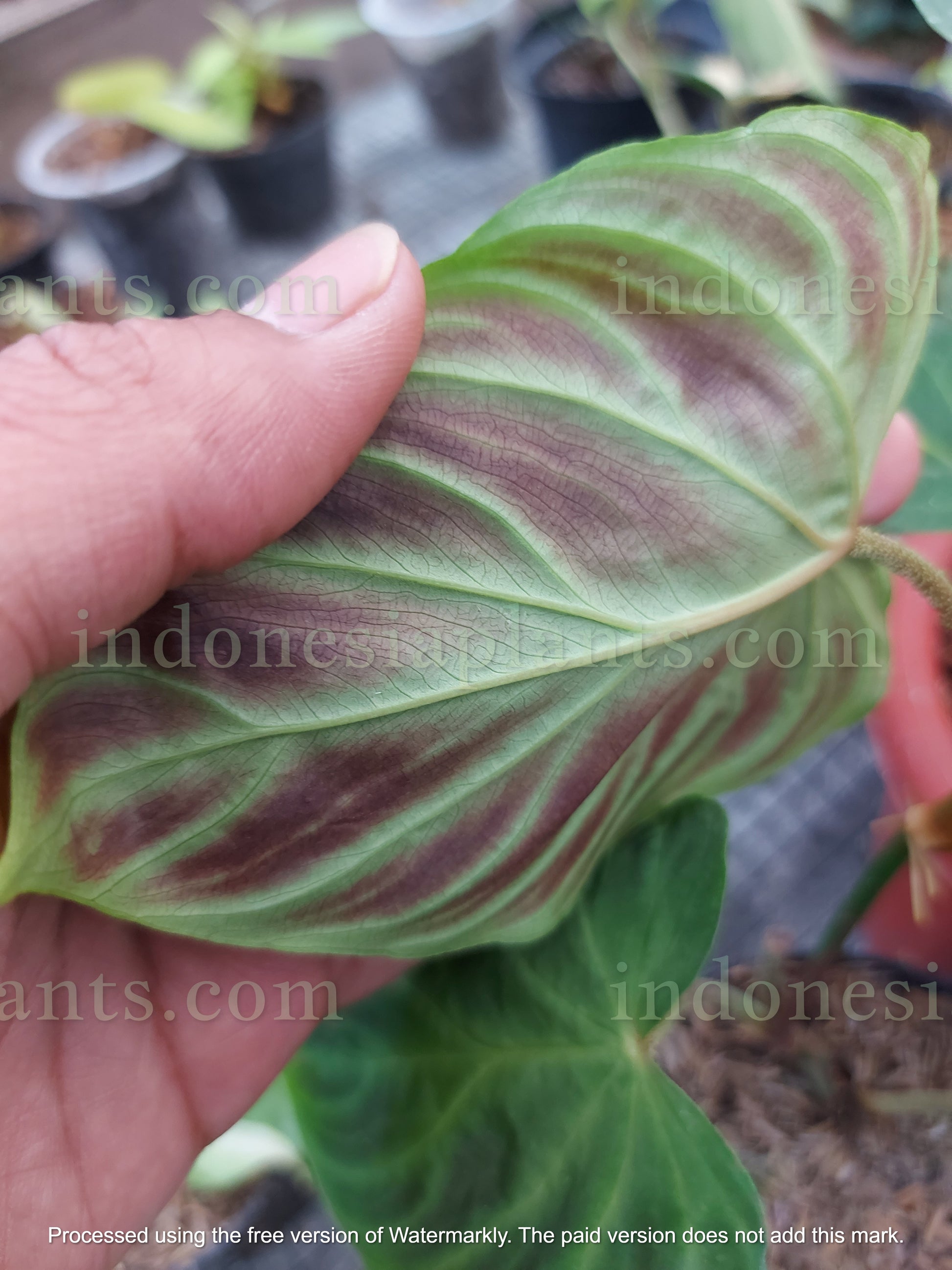 philodendron verrucosum mini Philodendron Verrucosum Small – INDONESIAPLANTS