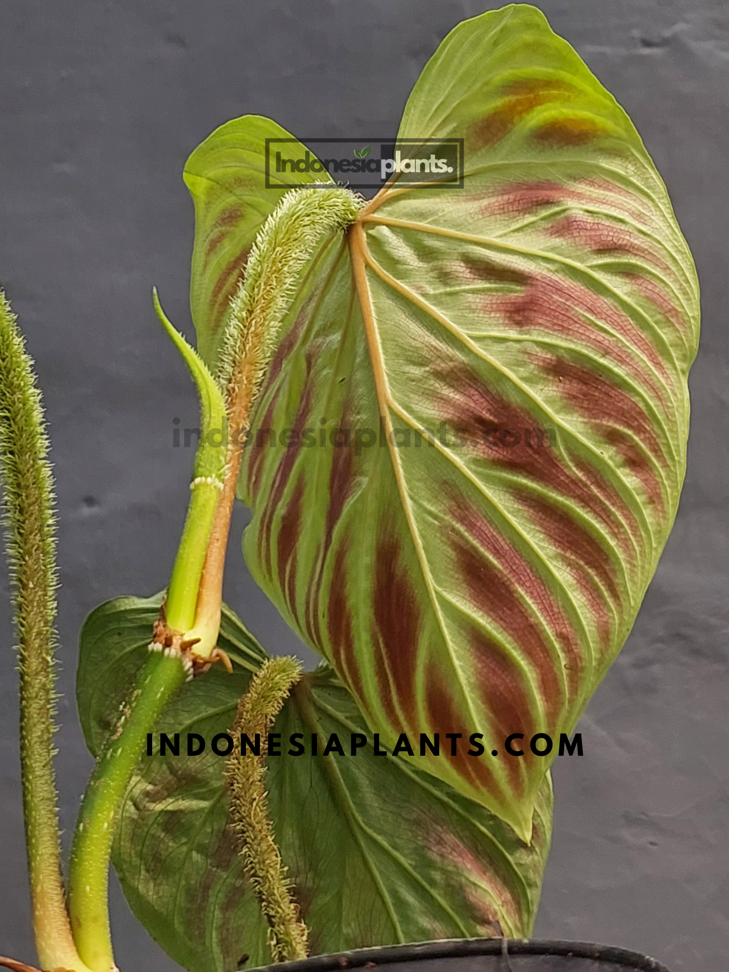 philodendron verrucosum yellow leaves Philodendron Verrucosum Small