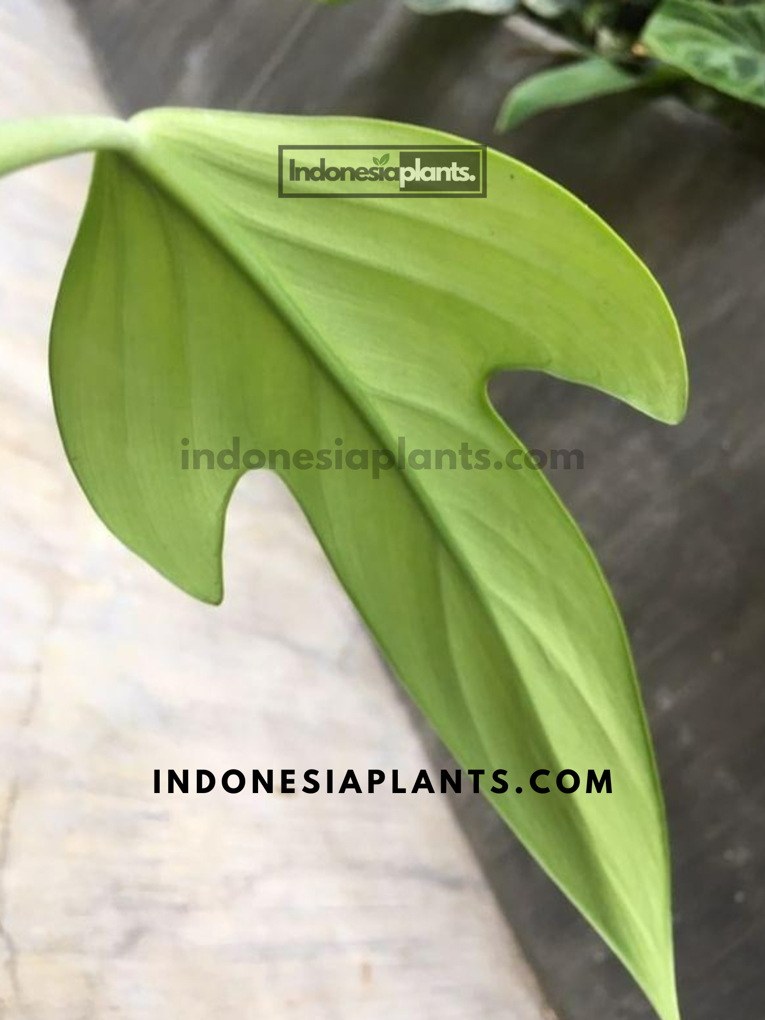 philodendron panduriforme for sale Philodendron Panduriforme