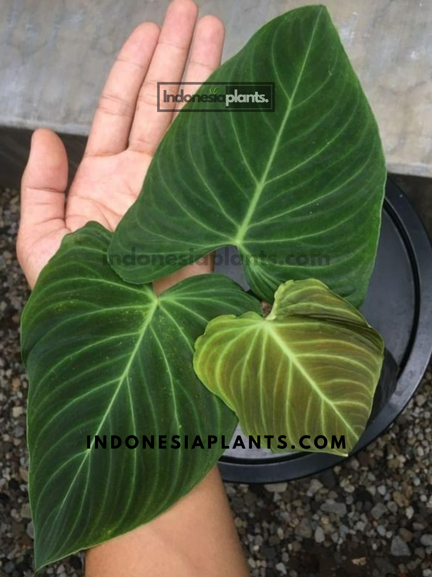 Philodendron Splendid