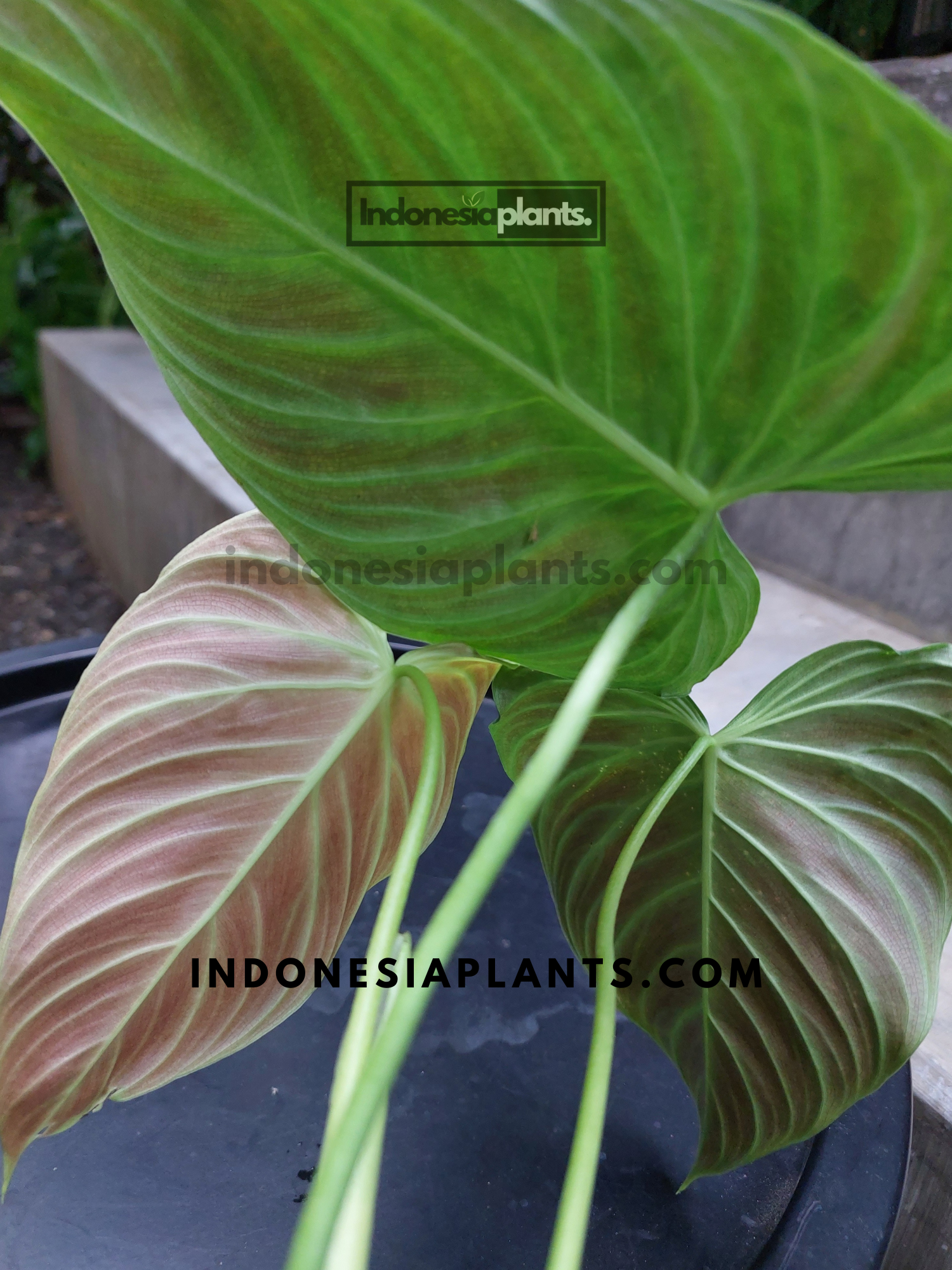 Philodendron Splendid