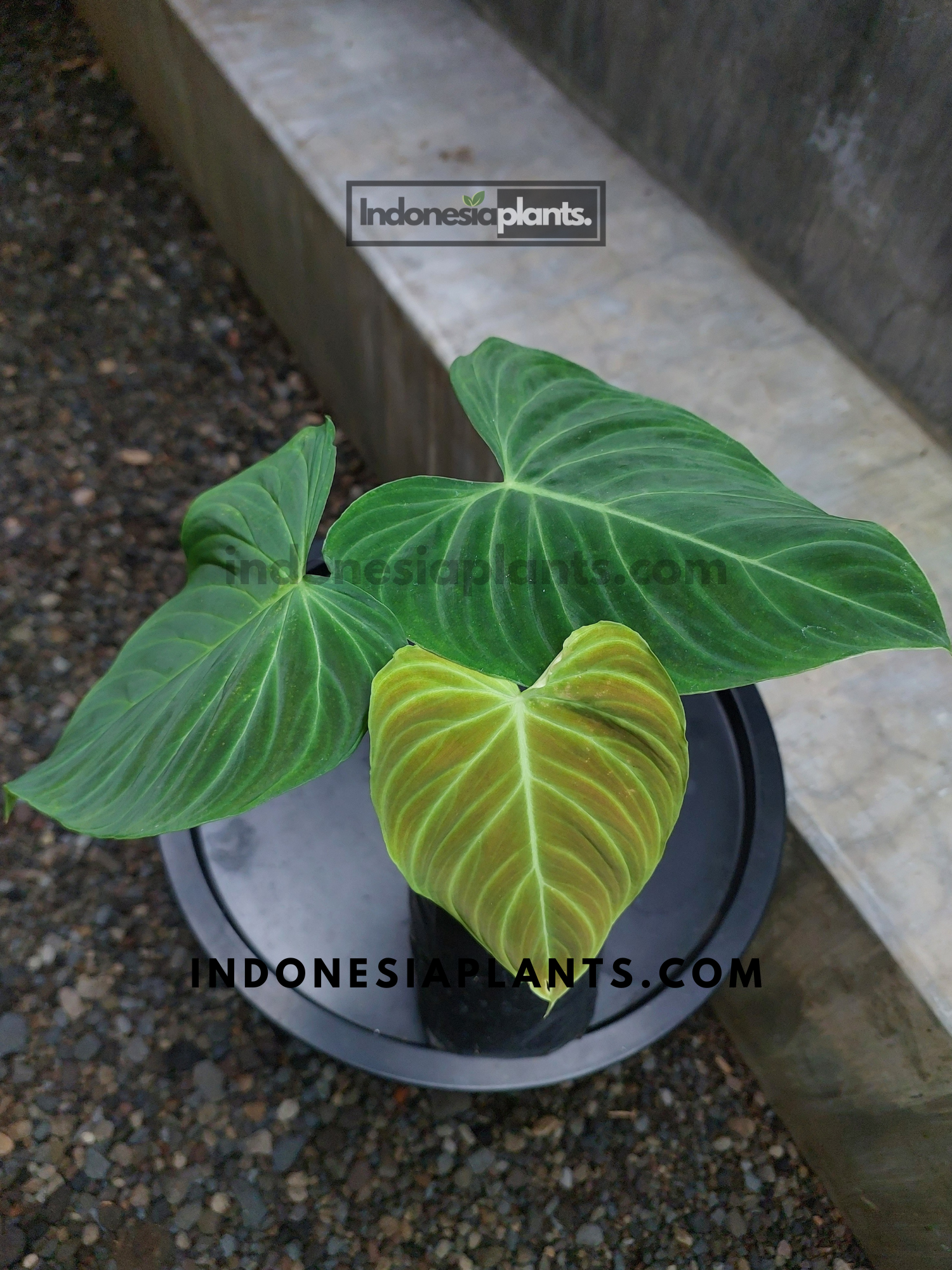 Philodendron Splendid