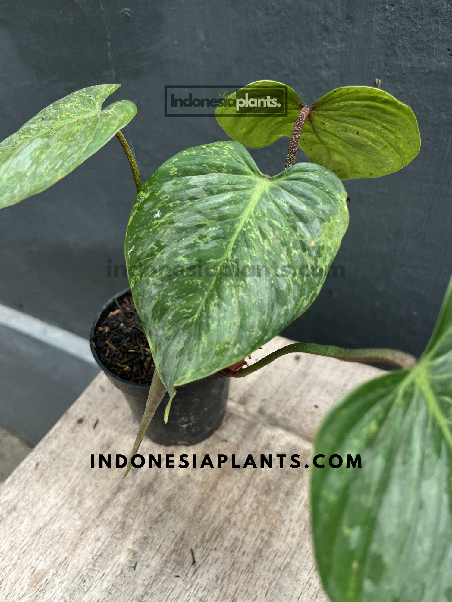philodendron variegated sodiroi Philodendron Sodiroi Variegated – INDONESIAPLANTS