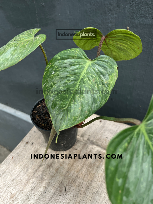 Philodendron Sodiroi bunt