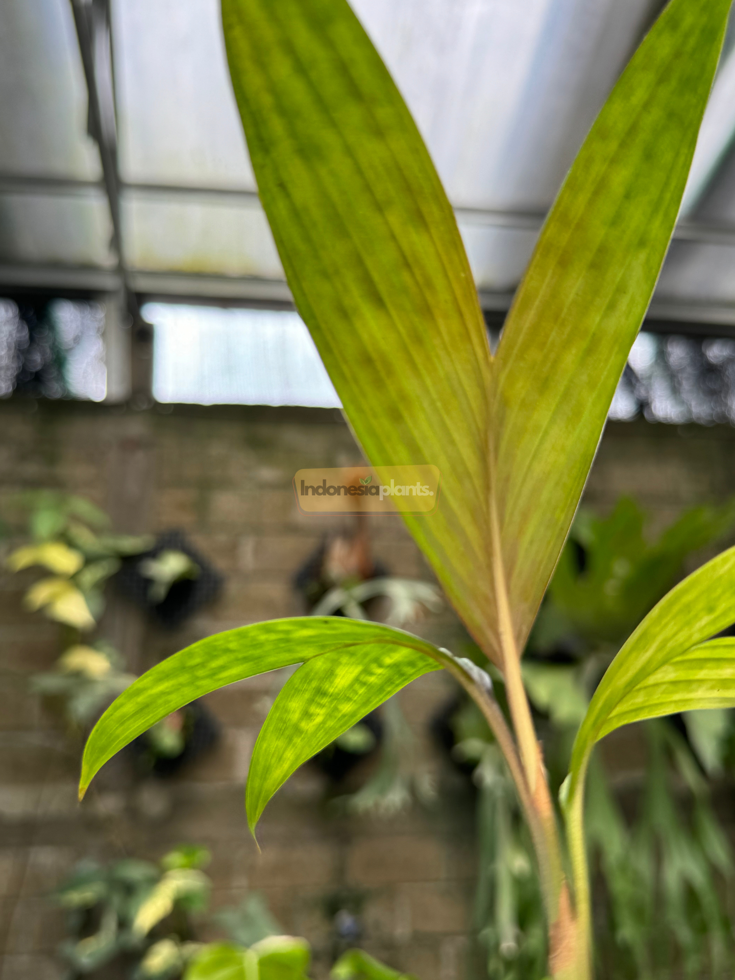 Close-up of Pinanga Crassipes held by a hand for scale, highlighting its symmetrical pleated foliage with natural variegation and visible brown tips on older leaves.