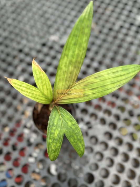 Top view of Pinanga Crassipes plant showing five elongated green leaflets with light speckled variegation in a black nursery pot on perforated metal table.