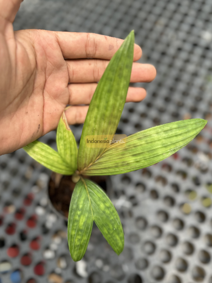 Side angle of Pinanga Crassipes plant with taller mature leaflets catching soft light under greenhouse roof, blurred background of mounted aroid plants.