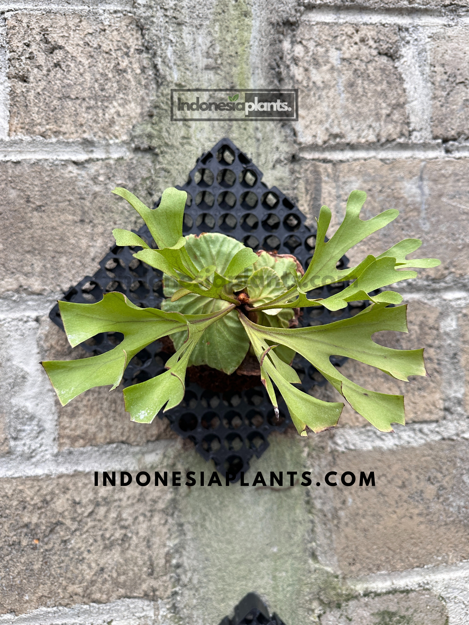 antler philodendron Platycerium Ridleyi – INDONESIAPLANTS