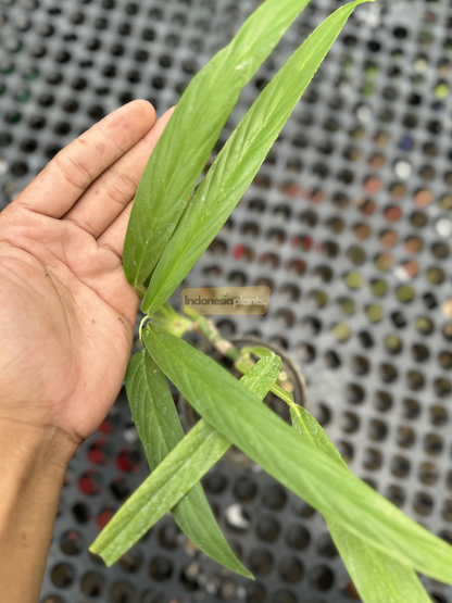 Close-up of Rhaphidophora Angustata leaves being held, showing elongated, narrow green blades with soft ripples