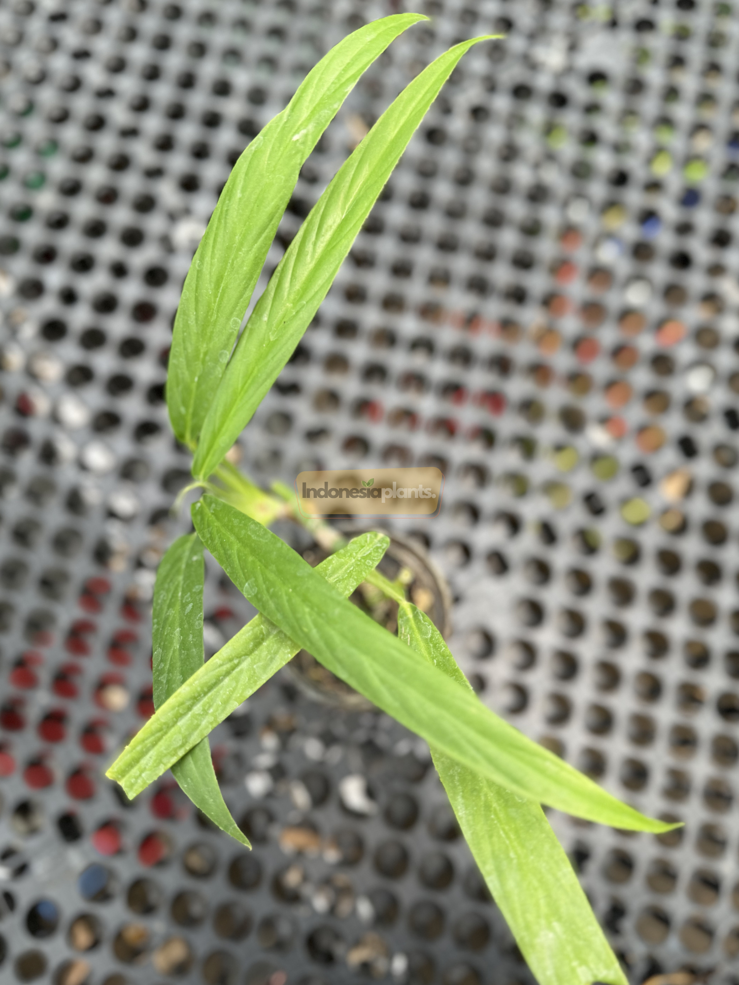 Top view of Rhaphidophora Angustata plant displaying multiple narrow green leaves fanning outward in a rosette-like pattern