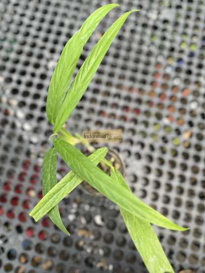Top view of Rhaphidophora Angustata plant displaying multiple narrow green leaves fanning outward in a rosette-like pattern