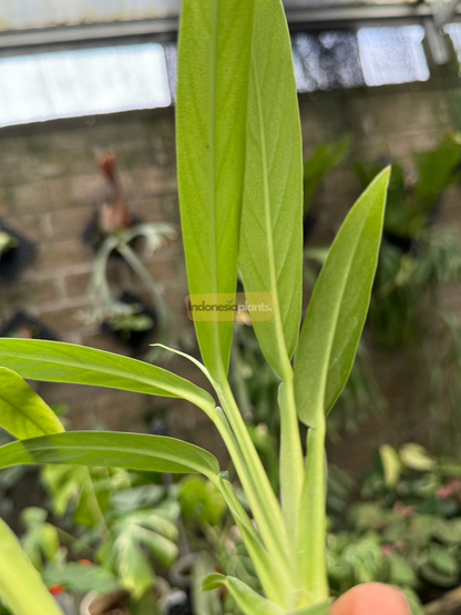 Detailed side view of young Rhaphidophora Angustata shoots with vibrant green stems and slim, lance-shaped foliage