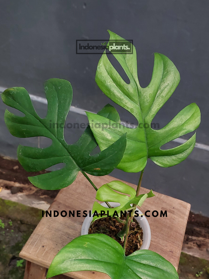 A Rhaphidophora Tetrasperma plant in a pot, showcasing its fenestrated green leaves against a neutral background.