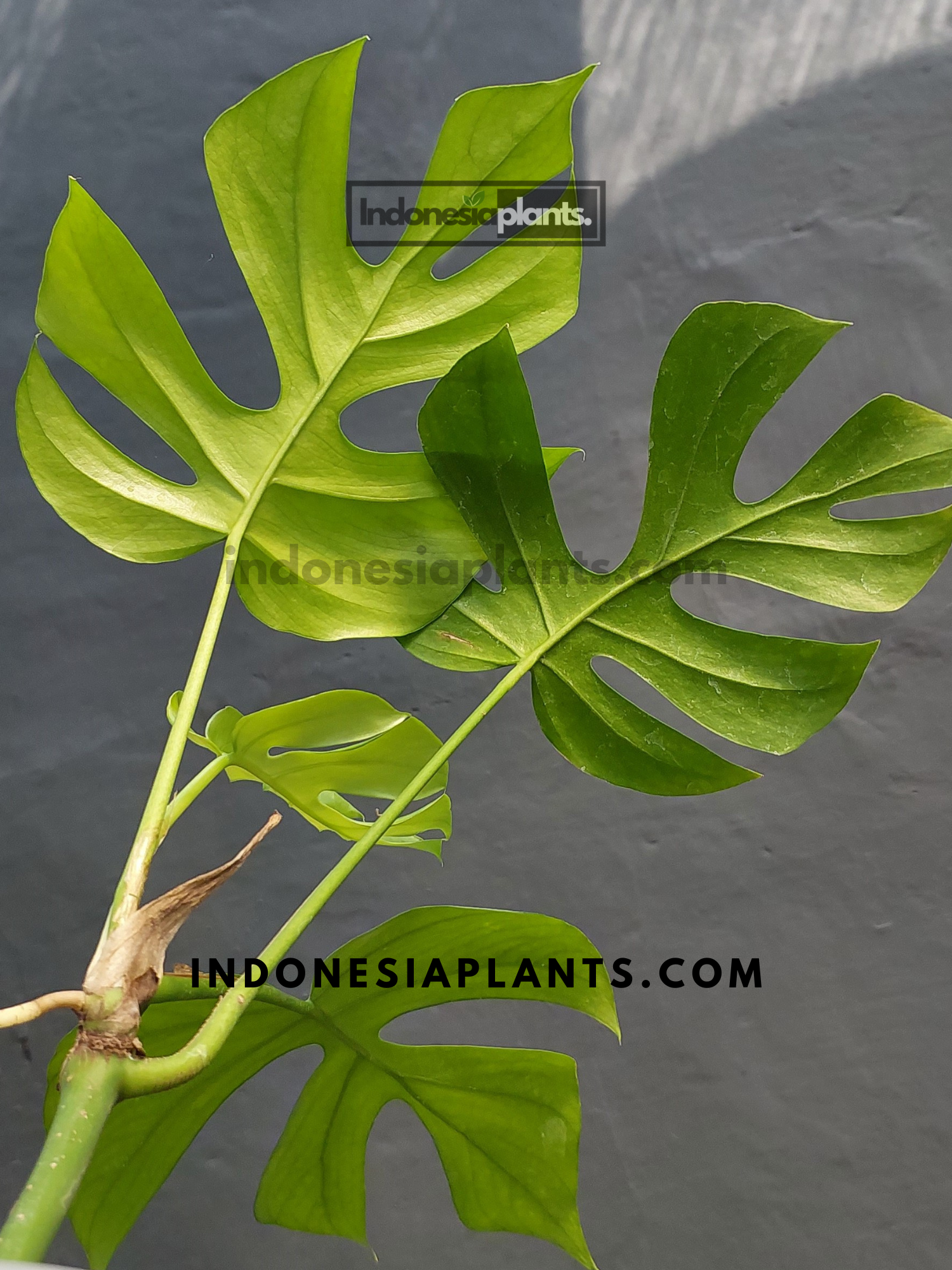 ginny philodendron - rhaphidophora tetrasperma Rhaphidophora Tetrasperma | Monstera Minima