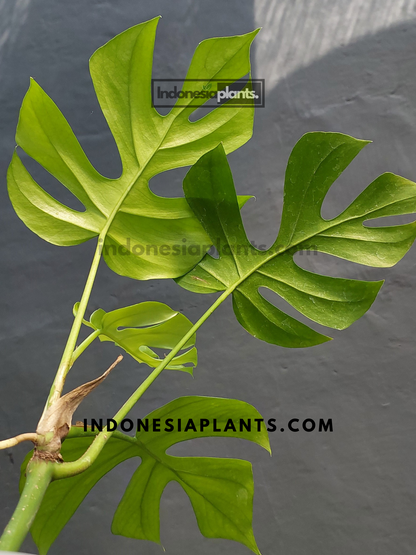 Side view of Rhaphidophora Tetrasperma climbing on a wooden surface, showing its vining growth habit.