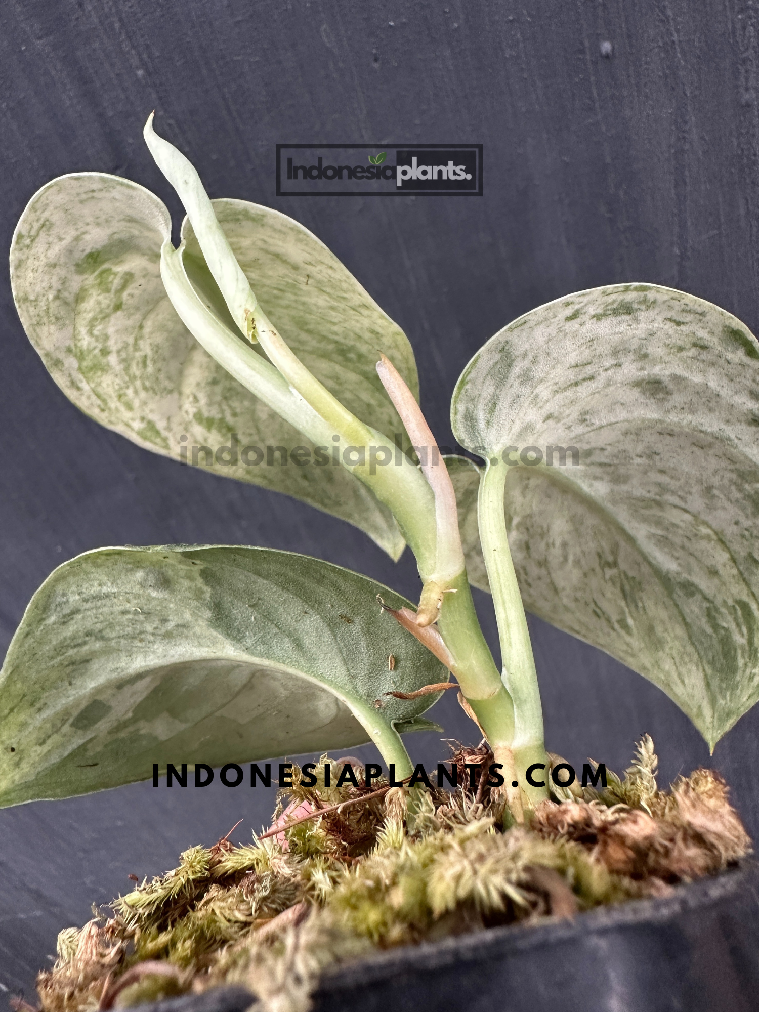 Scindapsus Jade Satin Marble Queen