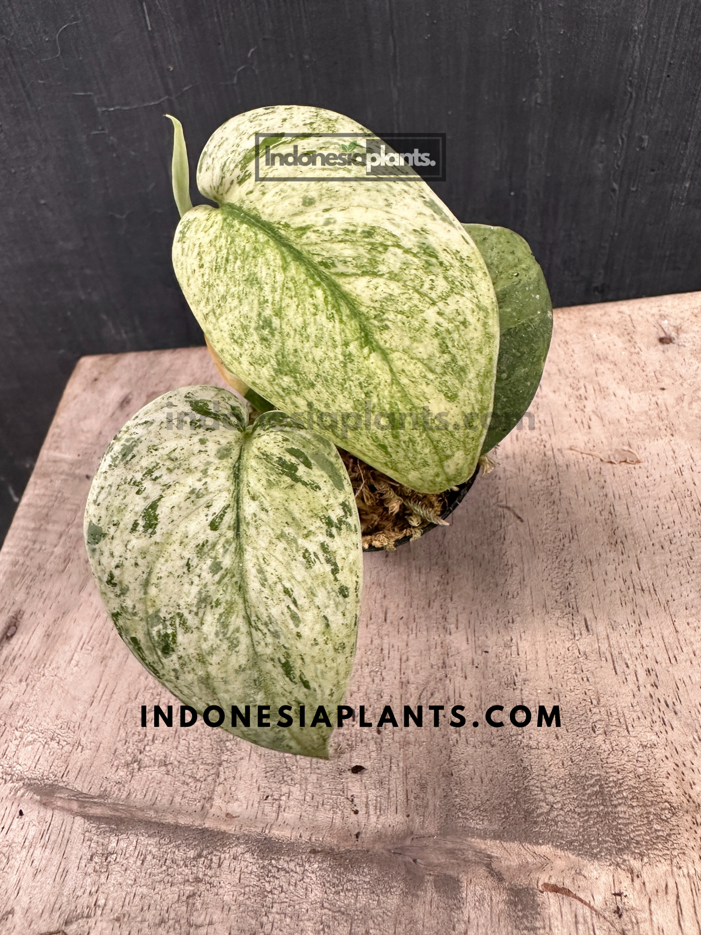 Scindapsus Jade Satin Marble Queen