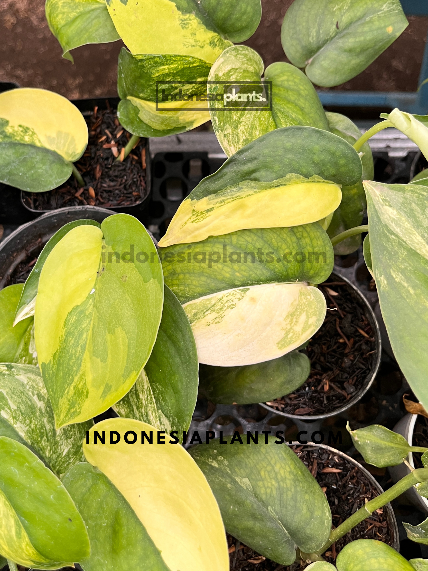 Scindapsus Jade Satin Variegated