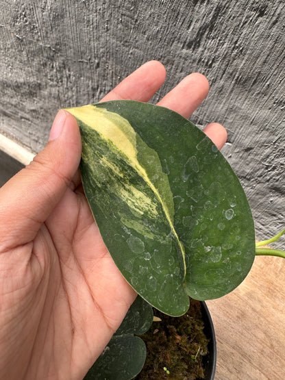 Scindapsus Jade Satin Variegated