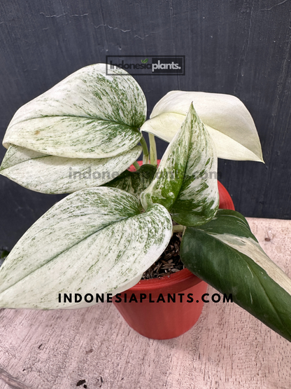 Scindapsus Superstar Variegated