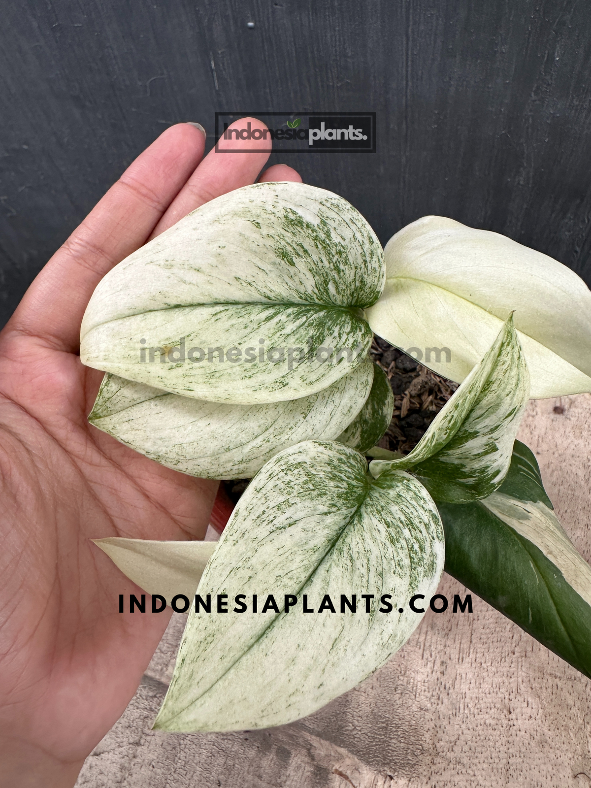 Scindapsus Variated Scindapsus Superstar Variegated – INDONESIAPLANTS