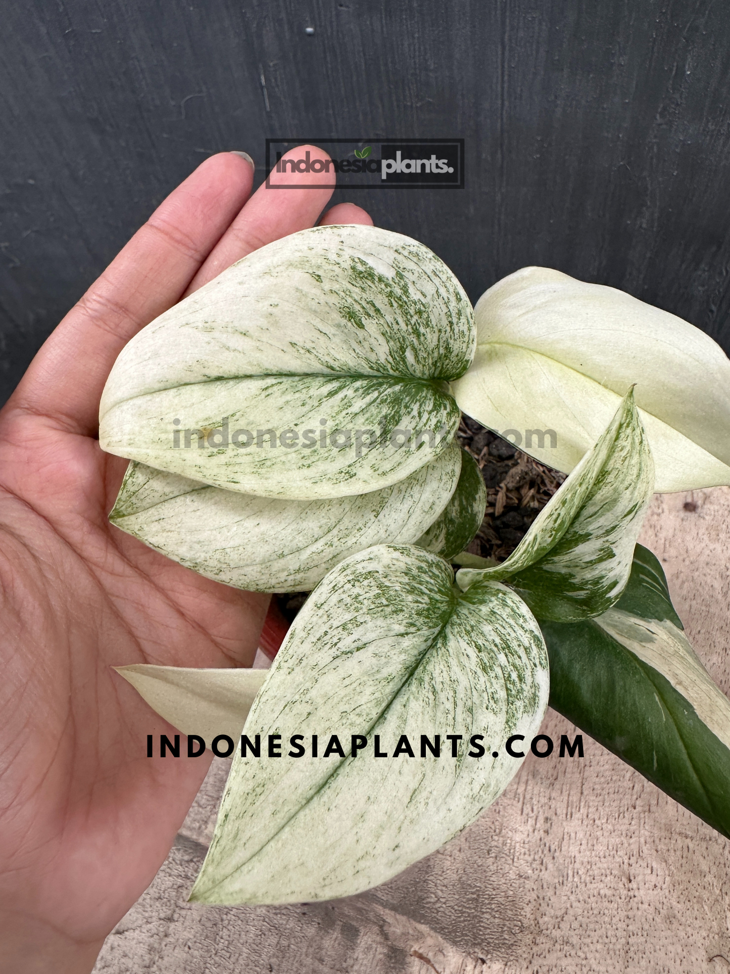 Scindapsus Superstar Variegated